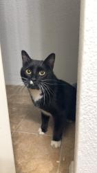 Found/Stray Male Cat last seen Taravue Park Apt Complex, St. Louis, MO 63125