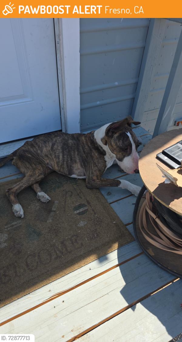 Found/Stray Male Dog last seen North ave, Fresno, CA 93725