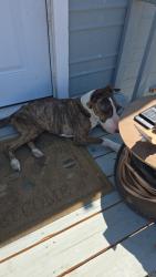 Found/Stray Male Dog last seen North ave, Fresno, CA 93725