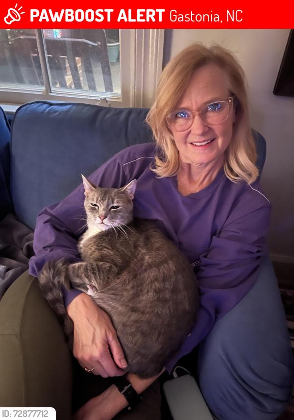 Lost Male Cat last seen Belvedere, Gastonia, NC 28054