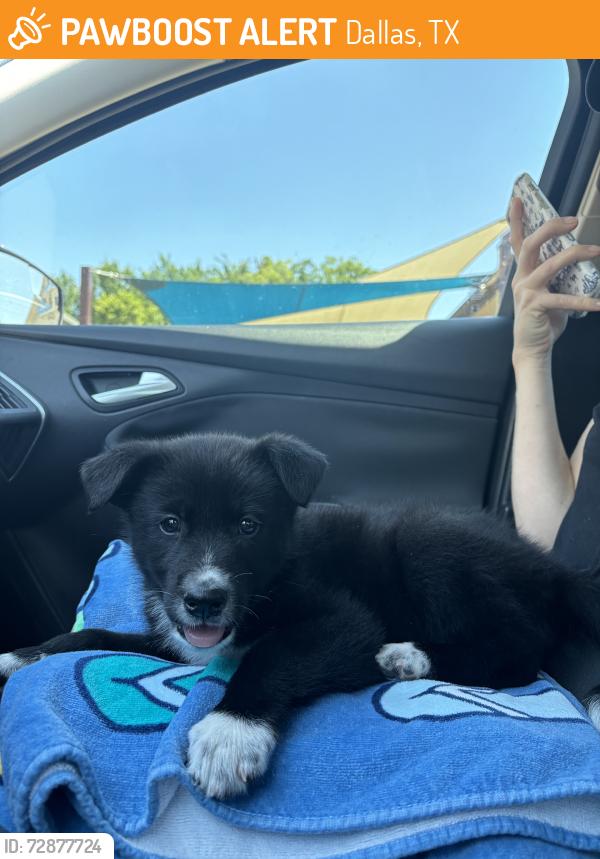 Found/Stray Male Dog last seen Sman & Vanderbilt, Dallas, TX 75206