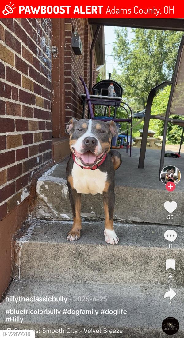 Lost Male Dog last seen I don’t know , Adams County, OH 45679