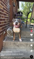 Lost Male Dog last seen I don’t know , Adams County, OH 45679