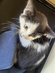 Found/Stray Unknown Cat last seen Greenback Lane Madison Main, Folsom, CA 95630