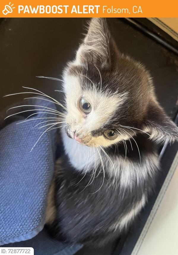 Found/Stray Unknown Cat last seen Greenback Lane Madison Main, Folsom, CA 95630