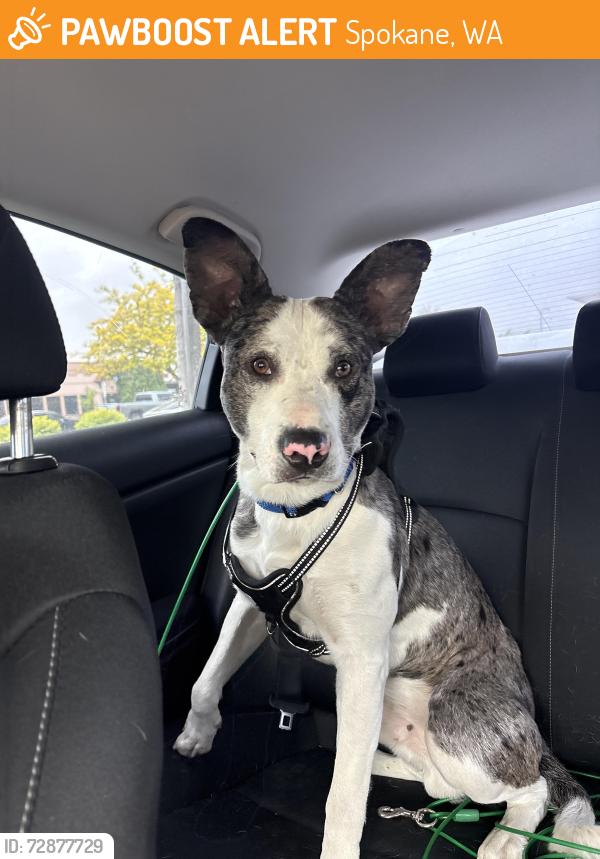 Found/Stray Male Dog last seen In mission alley by mission park, Spokane, WA 99202