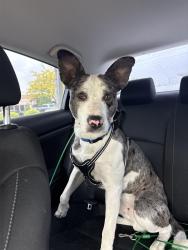 Found/Stray Male Dog last seen In mission alley by mission park, Spokane, WA 99202