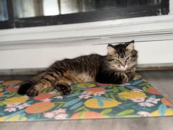 Lost Male Cat last seen 25th st. W., Saskatoon, SK S7L