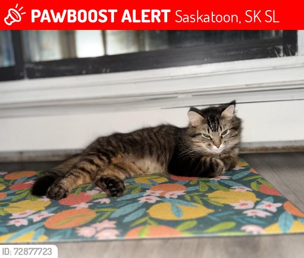 Lost Male Cat last seen 25th st. W., Saskatoon, SK S7L