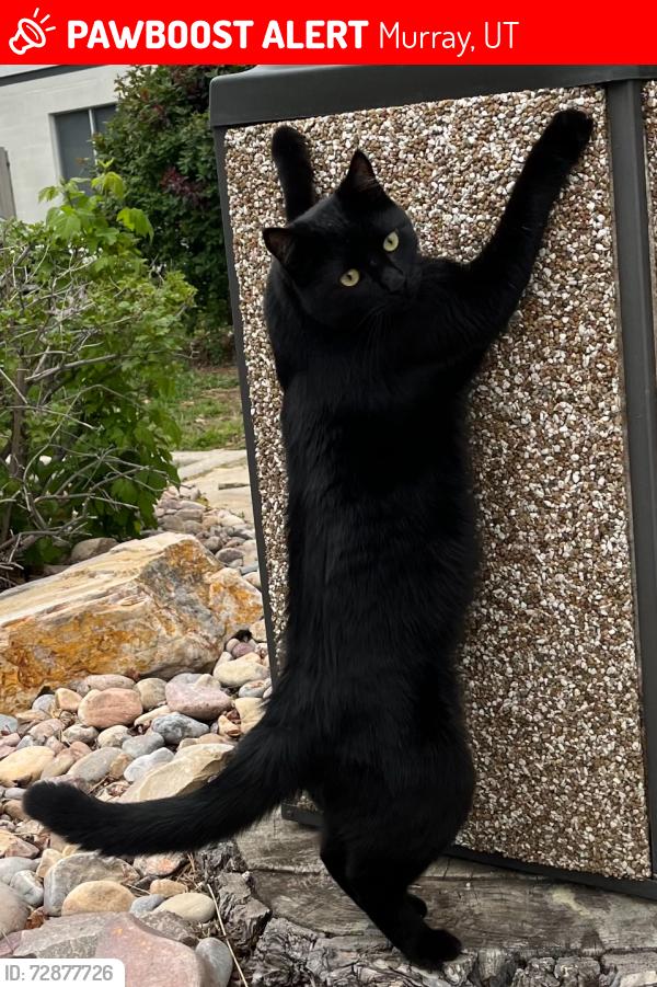 Lost Male Cat last seen Vine Gate apmts, Murray, UT 84121