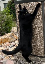Lost Male Cat last seen Vine Gate apmts, Murray, UT 84121