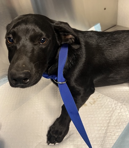 Shelter Stray Male Dog last seen S Blythe Ave & Church Ave, Fresno Zone Fresno CO 1A 93706, CA, Fresno, CA 93706