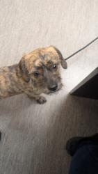 Shelter Stray Unknown Dog last seen West Seneca, NY 14224, West Seneca, NY 14224