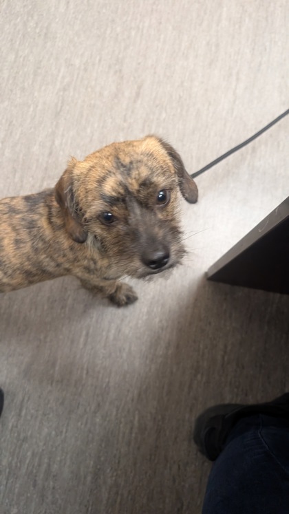 Shelter Stray Unknown Dog last seen West Seneca, NY 14224, West Seneca, NY 14224