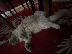 Found/Stray Male Cat last seen Coral Springs, Coral Springs, FL 33065