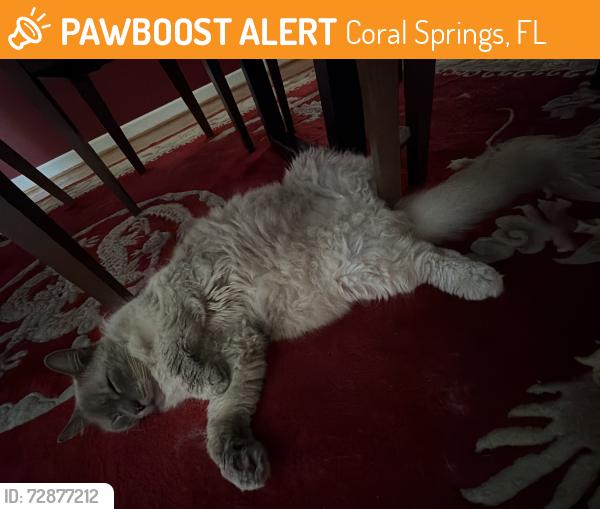 Found/Stray Male Cat last seen Coral Springs, Coral Springs, FL 33065