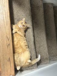 Lost Male Cat last seen Old Canton Rd and Sewell Mill Rd , Marietta, GA 30062