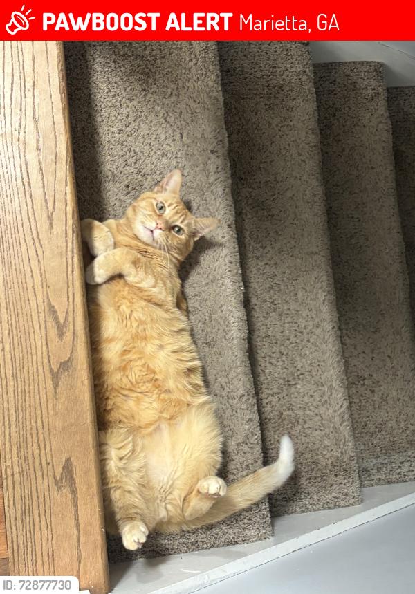 Lost Male Cat last seen Old Canton Rd and Sewell Mill Rd , Marietta, GA 30062
