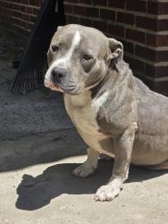 Found/Stray Male Dog last seen Peachtree street, Welcome, SC 29611