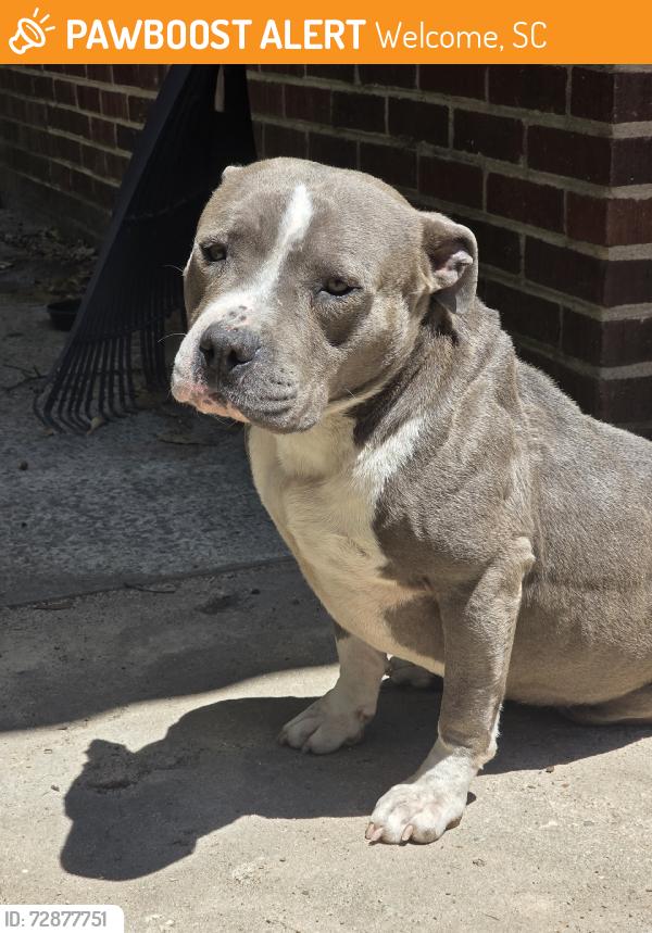 Found/Stray Male Dog last seen Peachtree street, Welcome, SC 29611