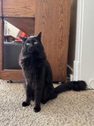 Lost Male Cat last seen Liberty Park, Salt Lake City, UT 84102