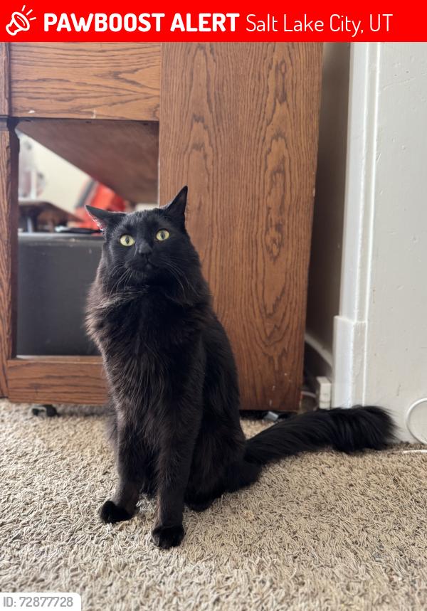 Lost Male Cat last seen Liberty Park, Salt Lake City, UT 84102