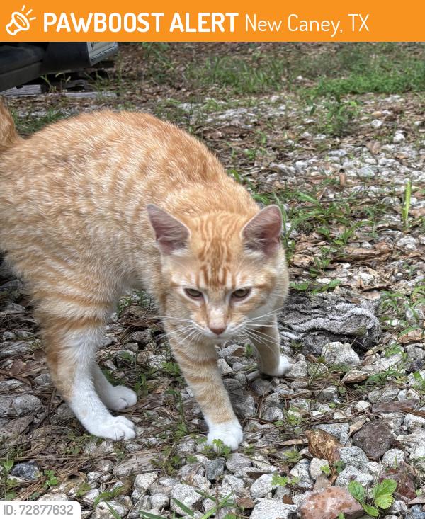 Rehomed Male Cat last seen County Road 356, New Caney, TX 77357