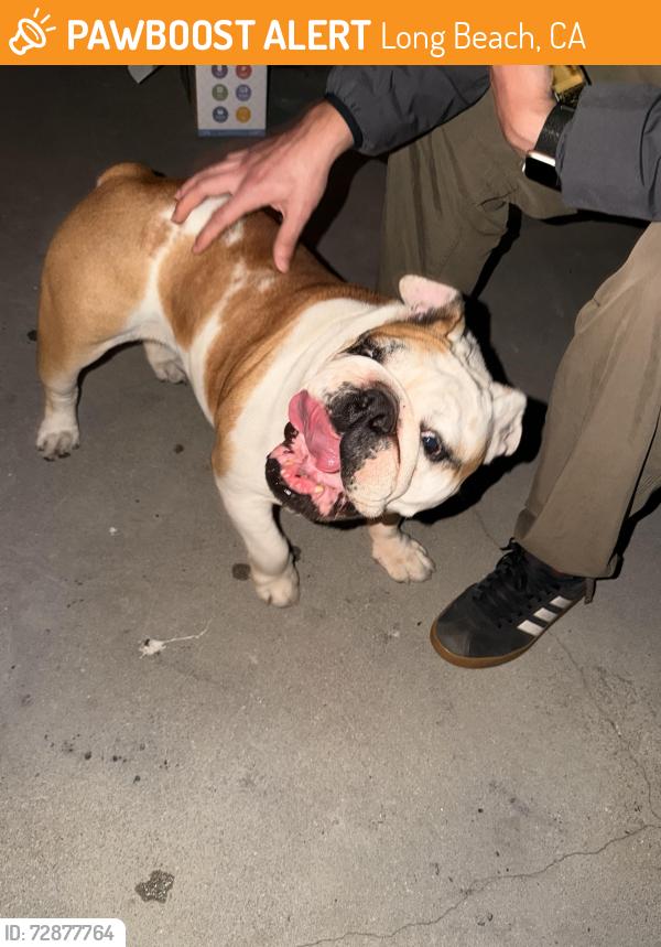 Found/Stray Female Dog last seen North long beach, Long Beach, CA 90805