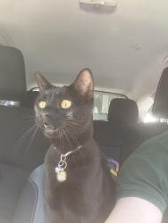 Found/Stray Unknown Cat last seen E Lake Dr in the Harbor and Pine / Cortland Watermark community, Marietta, GA 30062