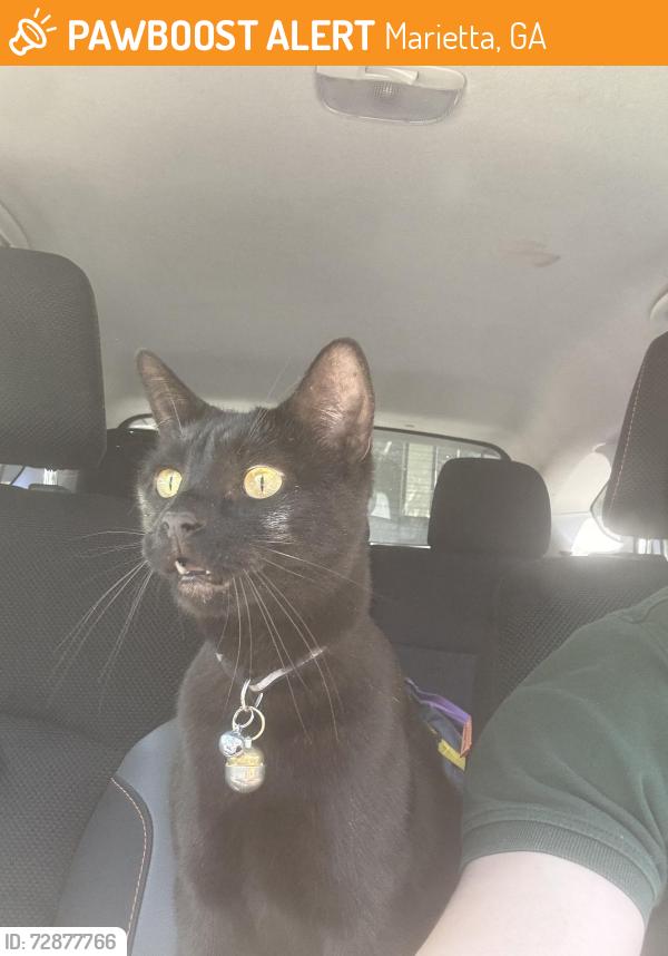 Found/Stray Unknown Cat last seen E Lake Dr in the Harbor and Pine / Cortland Watermark community, Marietta, GA 30062