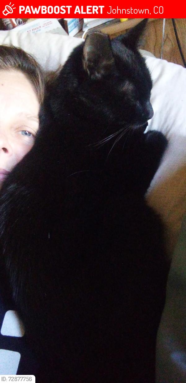 Lost Female Cat last seen Se frontage rd., Johnstown, CO 80534