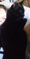Lost Female Cat last seen Se frontage rd., Johnstown, CO 80534