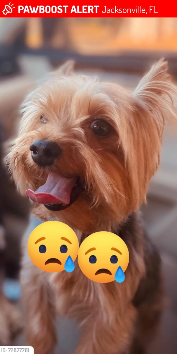 Lost Male Dog last seen the railroad behind grand park career center, Jacksonville, FL 32254