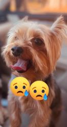 Lost Male Dog last seen the railroad behind grand park career center, Jacksonville, FL 32254