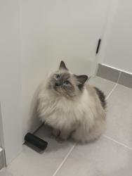 Lost Female Cat last seen Arden cres Rosanna , Rosanna, VIC 3084