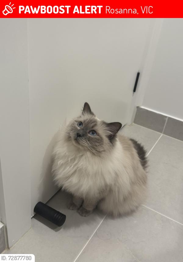 Lost Female Cat last seen Arden cres Rosanna, Rosanna, VIC 3084