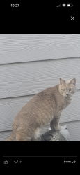 Lost Female Cat last seen 58th and Biscay , Denver, CO 80249