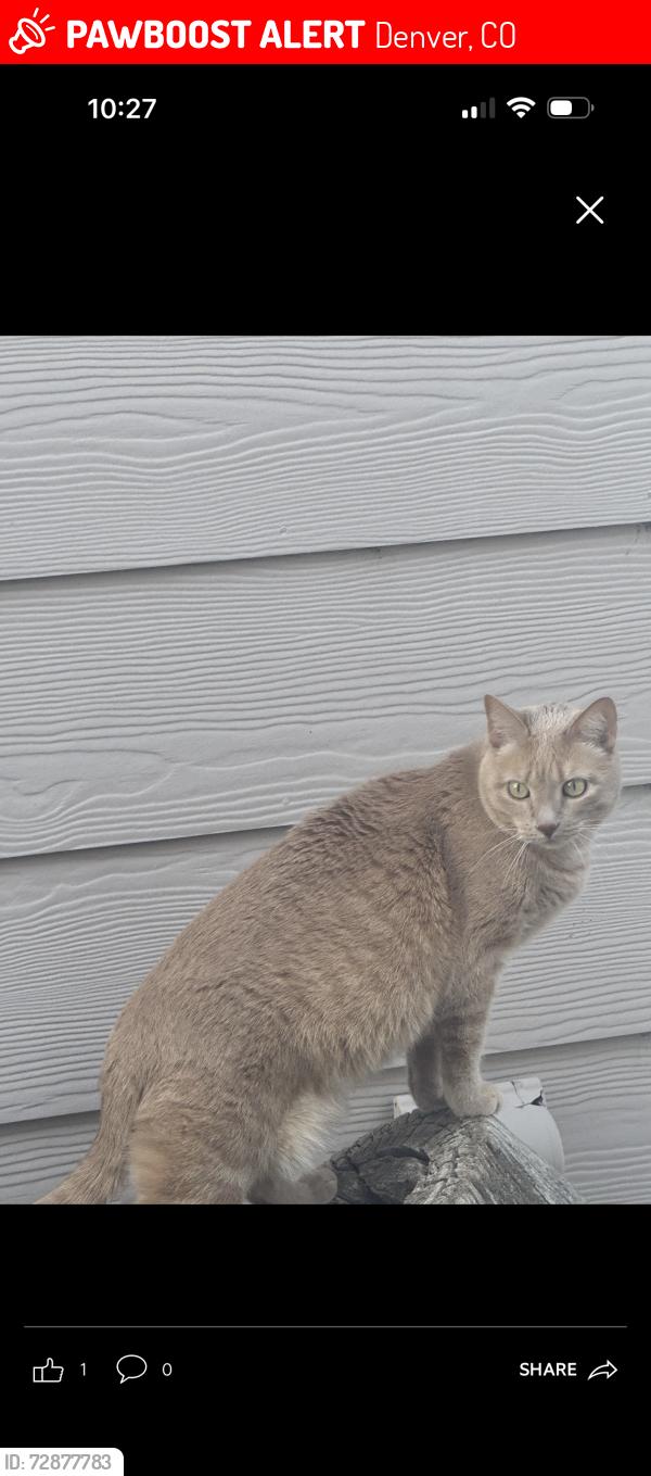 Lost Female Cat last seen 58th and Biscay , Denver, CO 80249