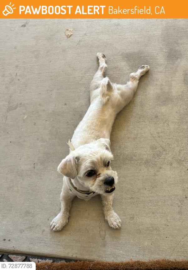 Found/Stray Male Dog last seen Morning Dr, Bakersfield, CA 93306