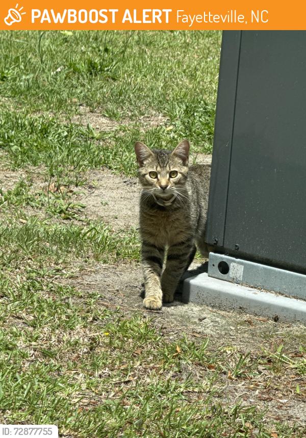 Found/Stray Male Cat last seen telfair drive, Fayetteville, NC 28303