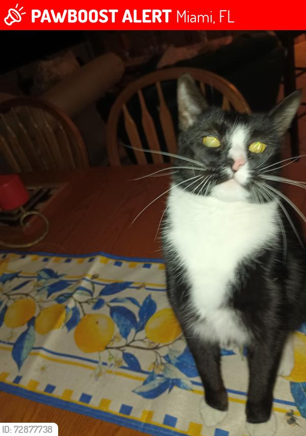 Lost Female Cat last seen Nw 10th Ave 4th St miami, Miami, FL 33128