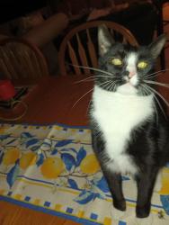 Lost Female Cat last seen Nw 10th Ave 4th St miami, Miami, FL 33128
