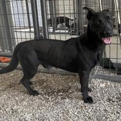 Shelter Stray Male Dog last seen , 328 Furman Hall Rd, Greenville, SC 29609, USA