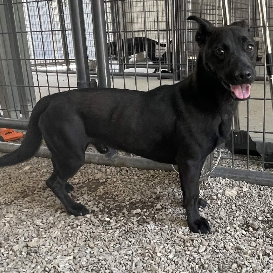 Shelter Stray Male Dog last seen , 328 Furman Hall Rd, Greenville, SC 29609, USA