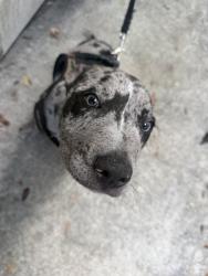 Lost Male Dog last seen Near nw 54th st Miami, Florida 33147, Miami, FL 33127
