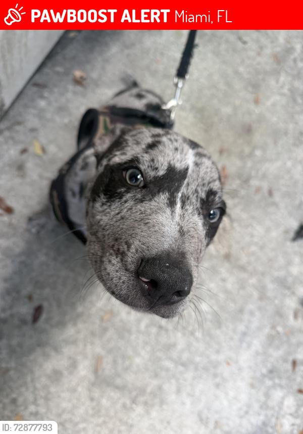 Lost Male Dog last seen Near nw 54th st Miami, Florida 33147, Miami, FL 33127