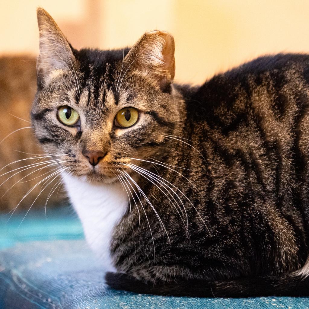 Shelter Stray Female Cat last seen , 8020 Washington St, Port Richey, FL 34668, USA