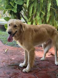 Reunited Male Dog last seen 131st street w. 10th Ave, North Miami , North Miami, FL 33161