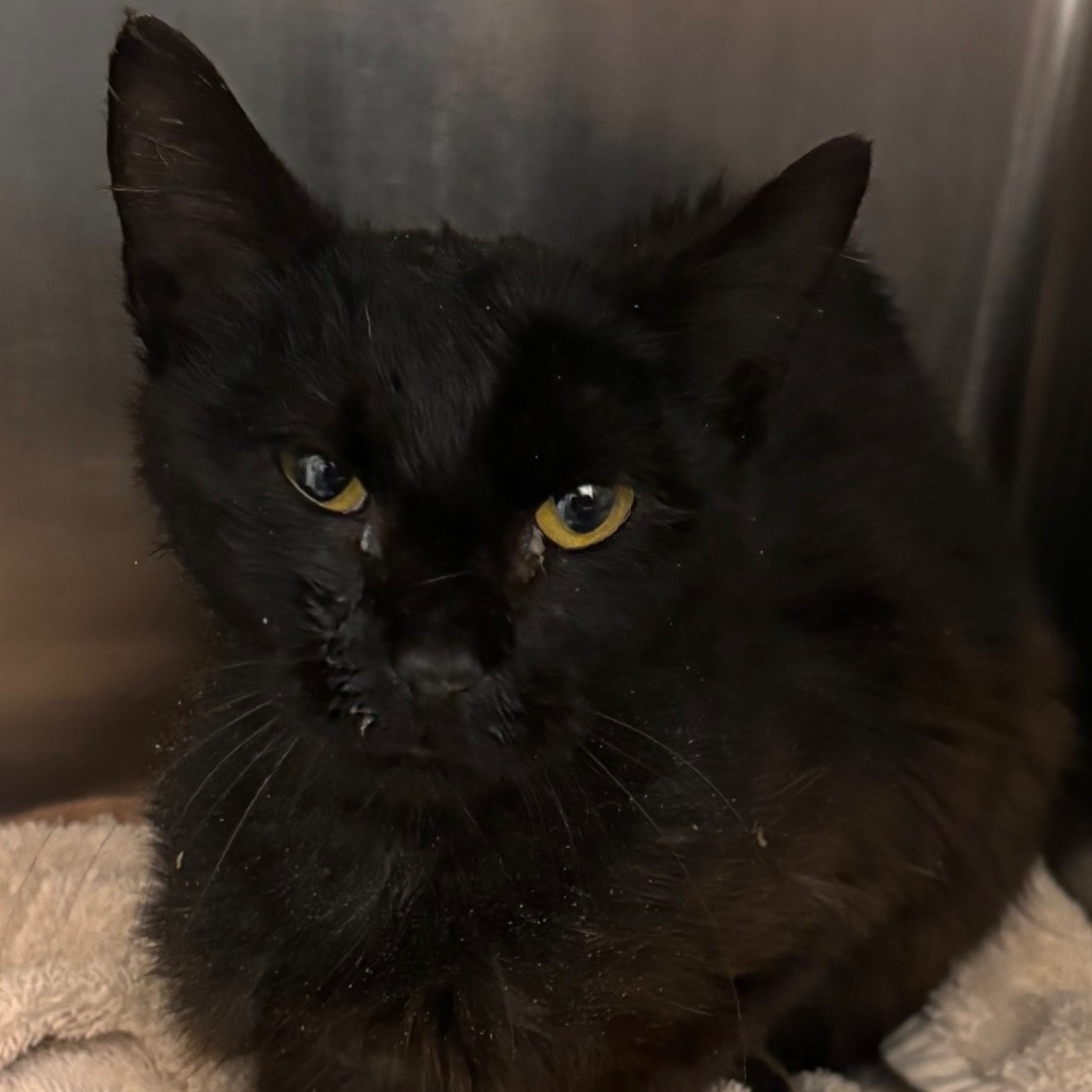 Shelter Stray Male Cat last seen , Matteson, IL 60443