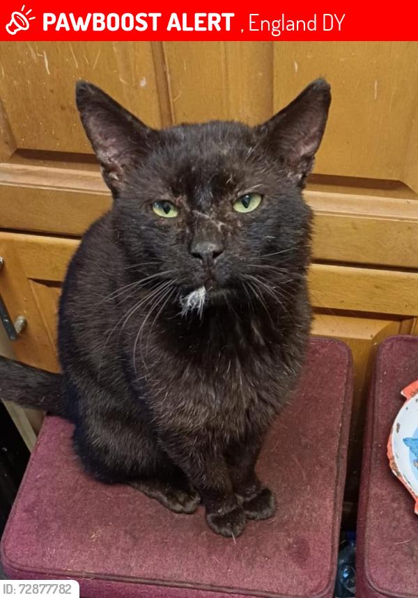Lost Male Cat last seen Seymour Road, , England DY9